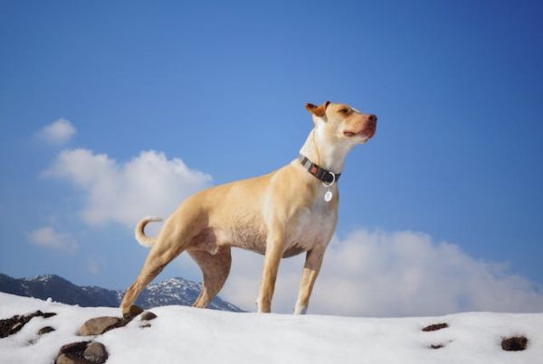 Un collar de perro tiene pros y contras