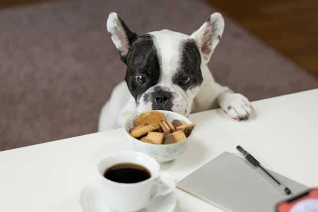 La comida de calidad ayuda cuidar las articulaciones de tu perro