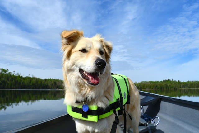 Equipa a tu perro para ir de camping