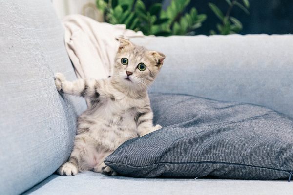 perros y gatos se asustan con petardos y fuegos artificiales