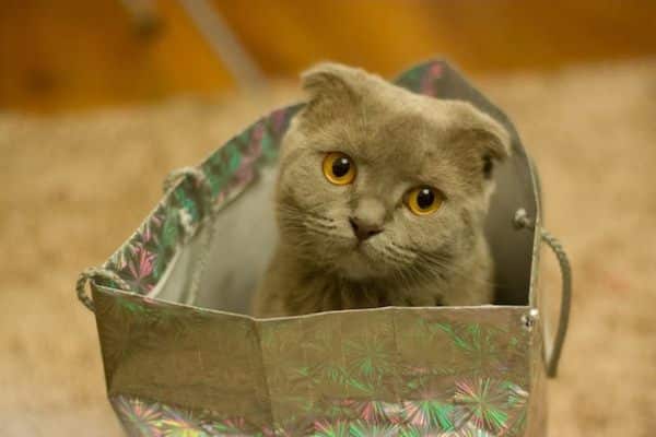 Las bolsas de plástico pueden ser peligrosas para tu gato