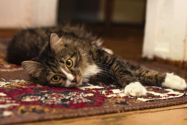 Los gatos sueltan pelos en las alfombras y es malo para la alergia