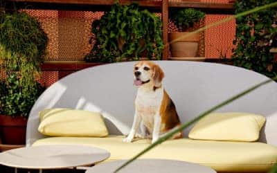 Kimpton Vividora hotel que acepta mascotas en Barcelona