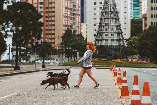 controla los paseos de tu perro si hay petardos o fuegos artificiales