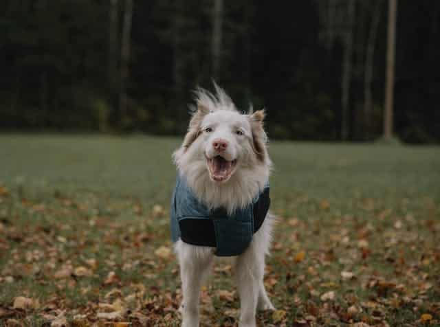 Pasear al perro con mal tiempo y abrigo