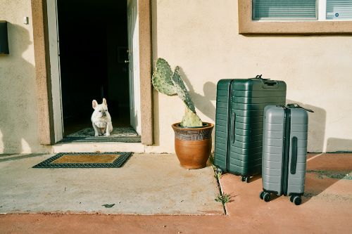 Perro con maletas en alojamiento pet friendly