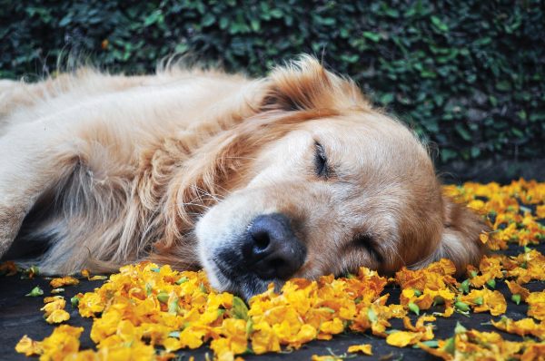 Plantas tóxicas para perros y gatos no solo en Navidad