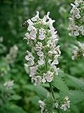 Asklepios-seeds® - 5000 Semillas de Nepeta cataria gatera, hierba de los gatos, menta gatuna, albahaca de gatos, hierba gatera, gataria, nébeda, albahaca, albahaca de gatos