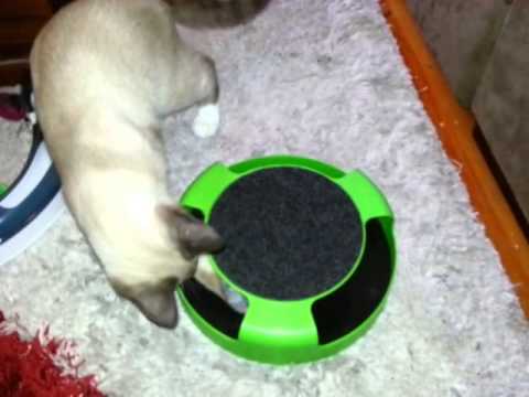 Ragdoll cat playing with Catch the Mouse toy