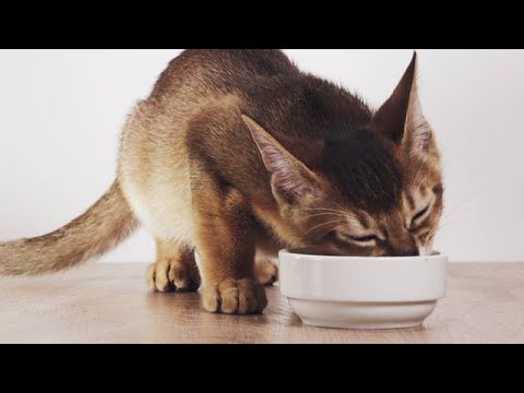 maxxidigest+ digestive and immune support for cats