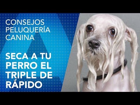 Truco para secar a tu perro mucho más rápido.