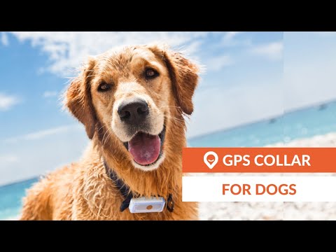 Dog GPS tracker | Weenect Dogs 2 (EN)