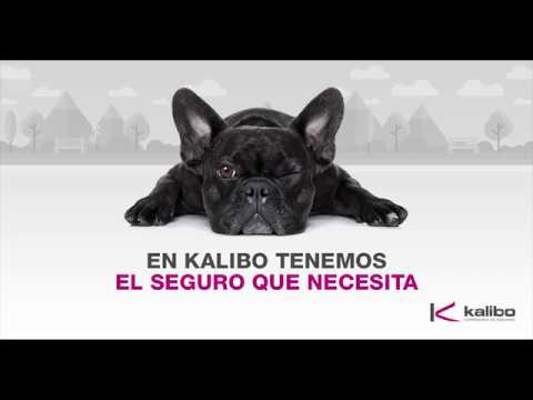 Seguro para Perros - Kalibo Correduría de Seguros