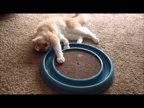 Creme Brulee the Cat playing with Bergan Turbo Scratcher Cat Toy Very cute!