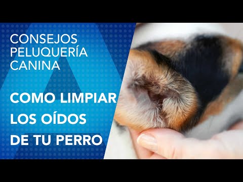 Como limpiar los oídos a tu perro de la manera correcta