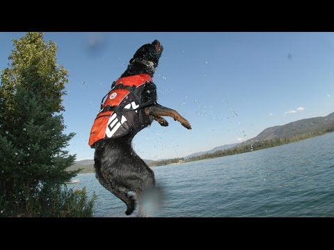 The DFD - Dog Flotation Device