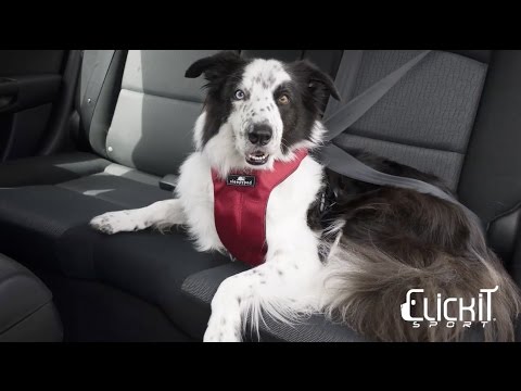 Clickit Sport dog safety harness by Sleepypod - Instructional Video