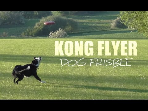 Kong Flyer - The Ultimate Dog Frisbee