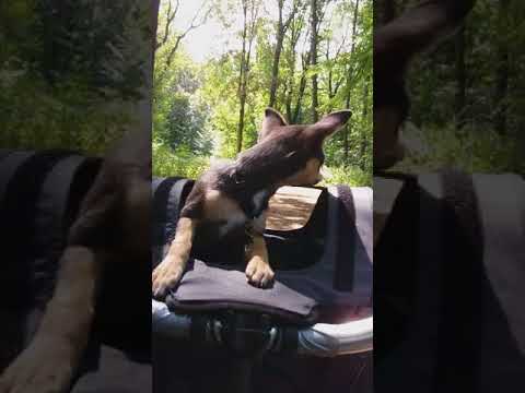 😎KLICKFIX DOGGY Dog basket Fahrradkorb im Test 🤤mit Chihuahua Mira in Gelsenkirchen 😁