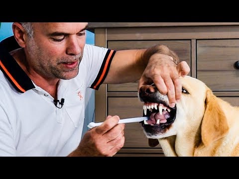 Como CEPILLAR los DIENTES a un PERRO y Porqué es tan IMPORTANTE.