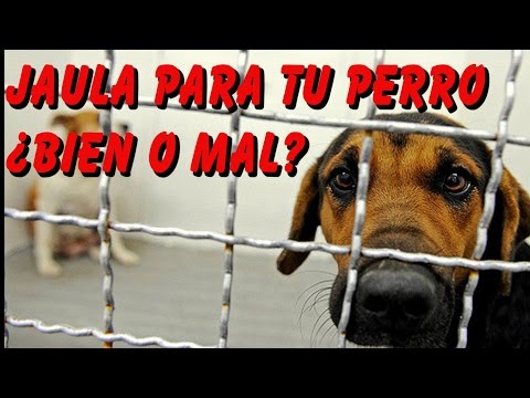 Entrenar a mi Perro ¿Jaulas, son buenas o malas?