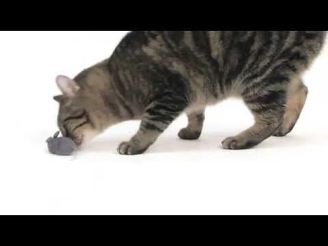 HEXBUG Mouse Robotic Cat Toy