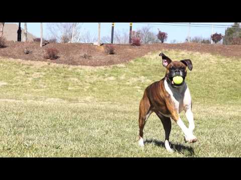 If Your Dog Loves to Retrieve Balls – Try the PetSafe® Automatic Ball Launcher