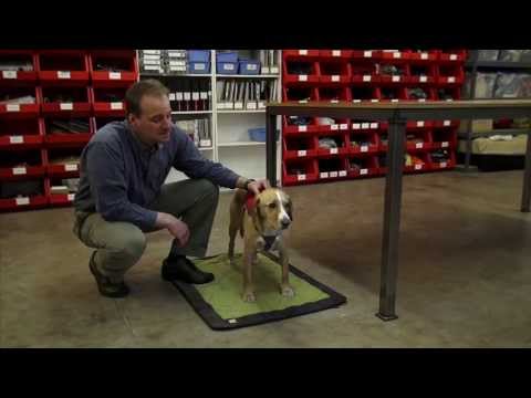 How To Adjust The Web Master Harness: A Ruffwear Quick Start Video