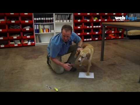 Ruffwear - How to measure Dog Paw Width for Grip Trex shoes