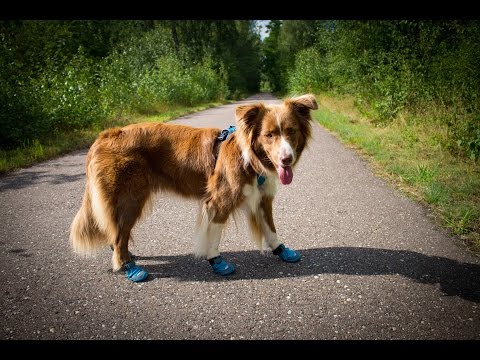 Fina wearing Ruffwear Grip Trex™ Boots for the first time