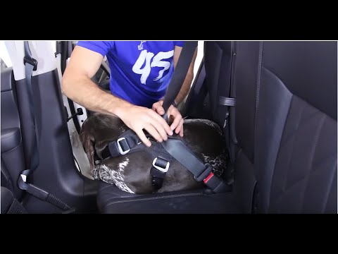 How to Fit a Dog Car Harness - EzyDog Drive Harness Setup Instructions