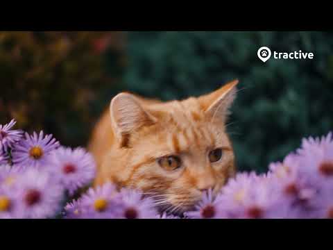 Tractive CAT Mini - GPS&amp;Health tracker for cats