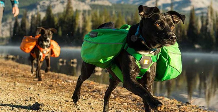 Alforjas para perros