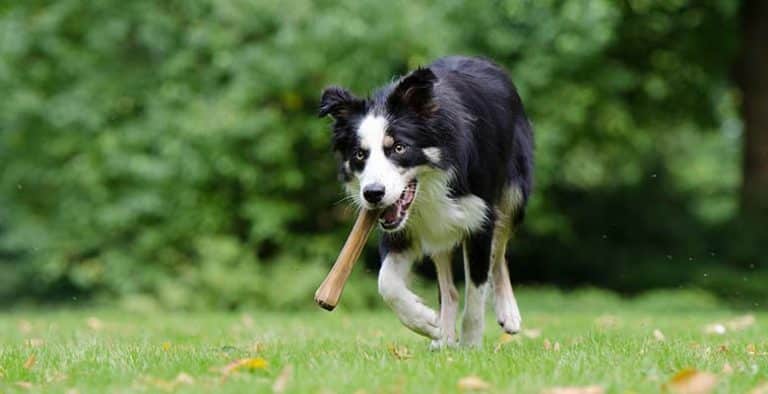 Astas y huesos para perros