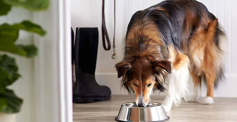 Bebederos para perros y gatos