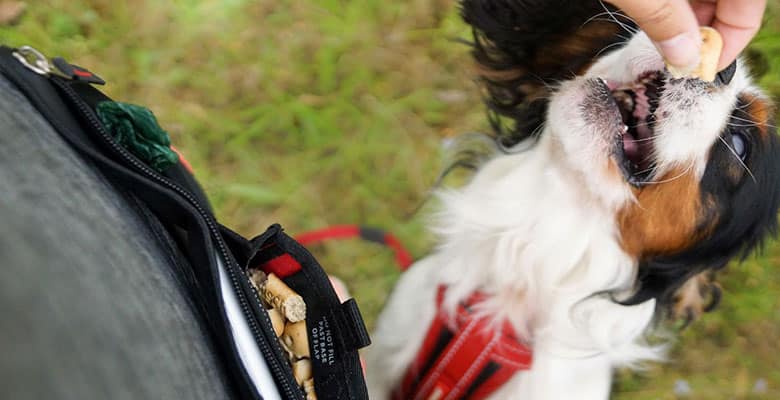 Bolsas de premios para perros