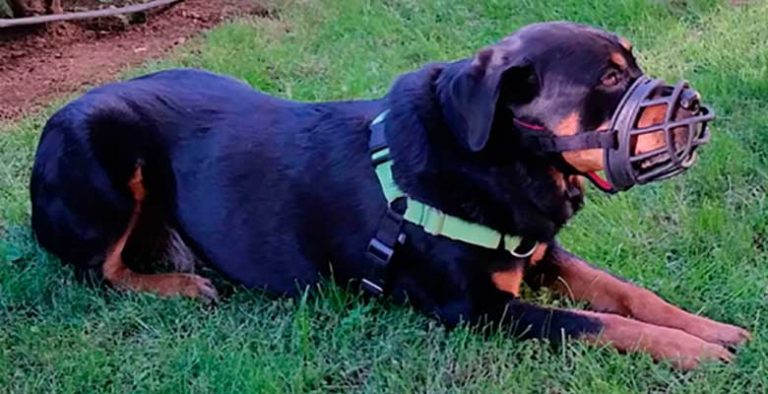 Bozales para perros