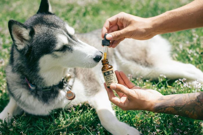 CBD derivado del cannabis para perros con dolor crónico