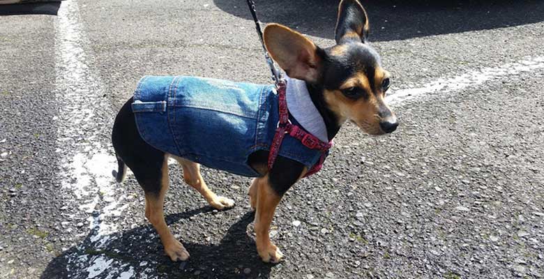 Camisetas, vestidos y trajes para perros