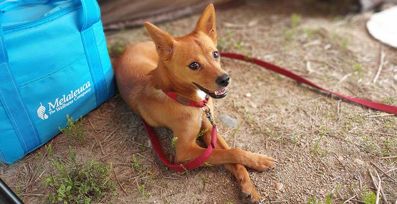 Camping con perro