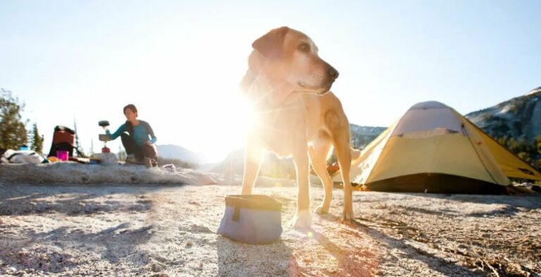 Campings con perro en Valencia