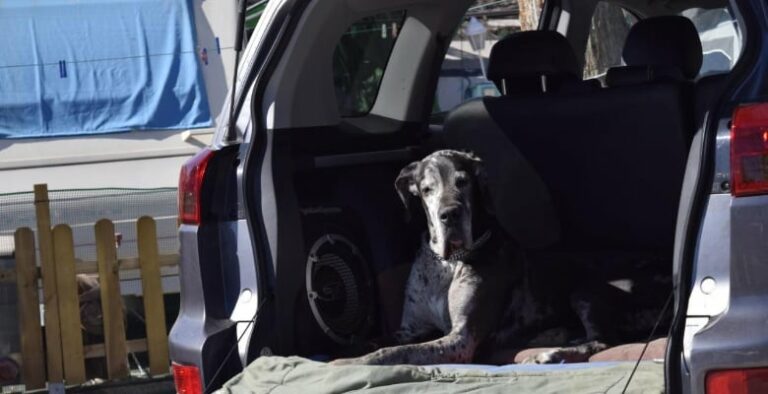 Campings que admiten mascotas en Alicante