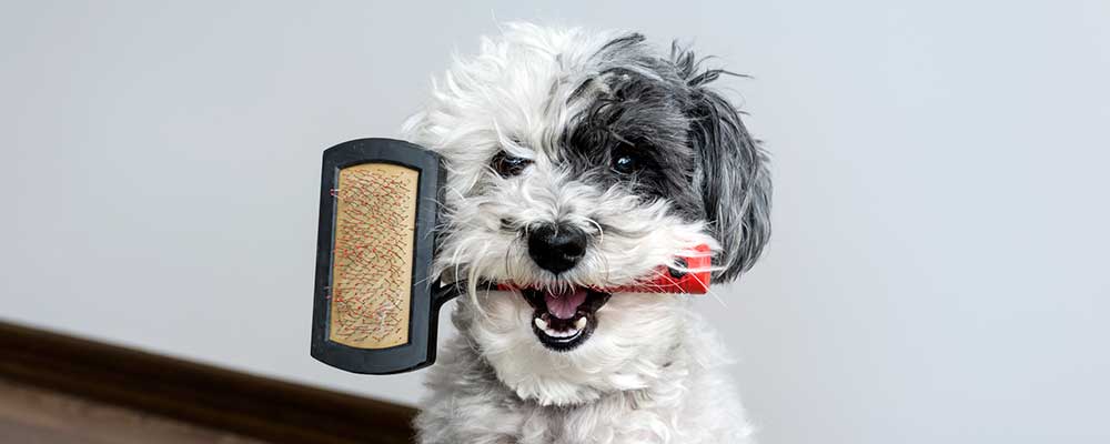 Peines y cepillos para perros y gatos