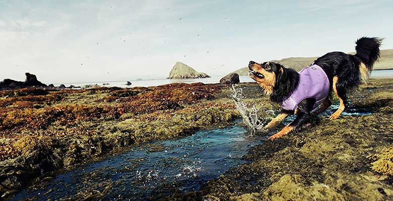 Chalecos refrescantes para perros