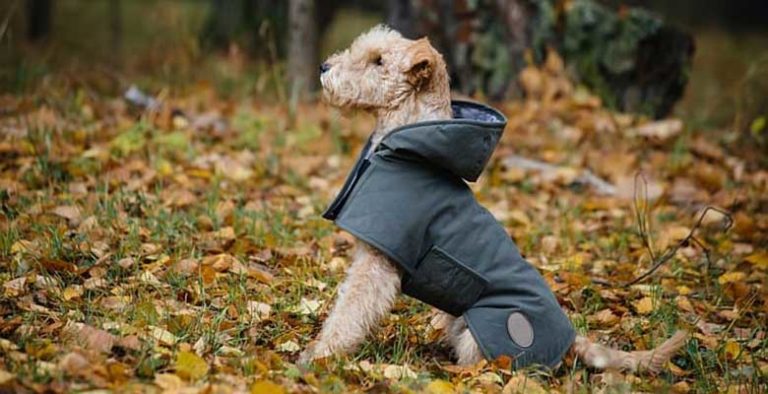 Chubasqueros para perros