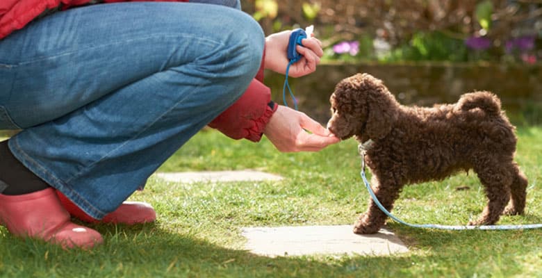 Clicker para perros