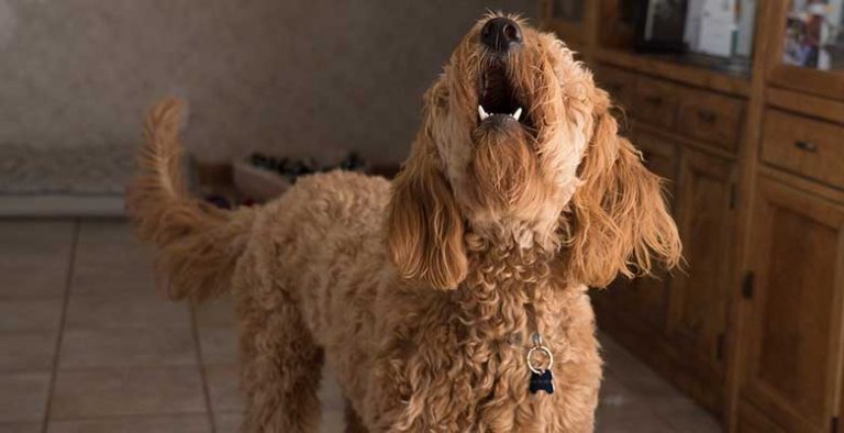 Collares antiladridos para perros