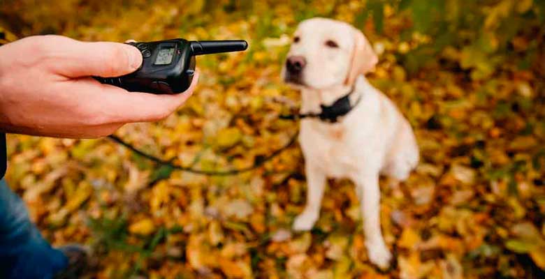 Collares eléctricos de adiestramiento para perros