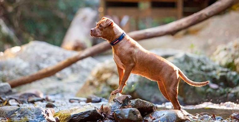 Collares para perros