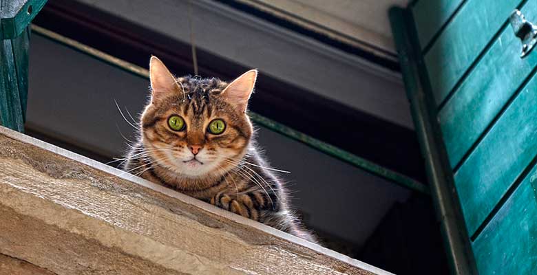 Cómo proteger a tu gato de caídas desde la ventana, terraza o balcón